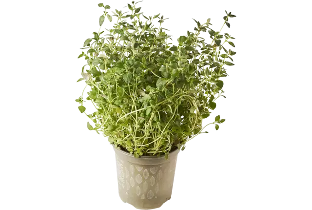 BIO Tijm in pot doos 2st kist 2 stuks